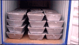 Sows in container